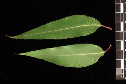 Salix gooddingii. Lower surface (bottom) and upper surface of leaves.
 Image: D. Glenny © Landcare Research 2020 CC BY 4.0